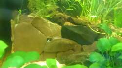 Dekoration im Aquarium Südamerika-Juwel Rio