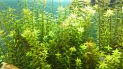 Pflanzen im Aquarium Life in Green