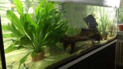 Dekoration im Aquarium ALTUMIA