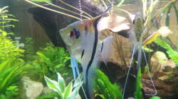 Rotrücken, Pterophyllum scalare 