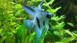 Besatz im Aquarium ALTUMIA