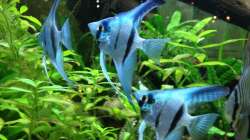 Besatz im Aquarium ALTUMIA