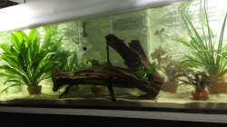 Dekoration im Aquarium ALTUMIA