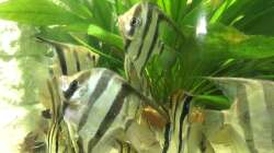 Besatz im Aquarium ALTUMIA