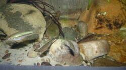 Xiphophorus kallmani