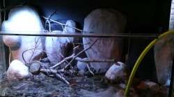 Aquarium Little creek