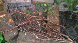 Dekoration im Aquarium Little creek