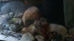 Aquarium Little creek