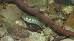 Besatz im Aquarium Little creek