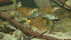 Besatz im Aquarium Little creek