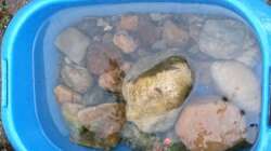 Dekoration im Aquarium Little creek