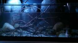 Aquarium Little creek