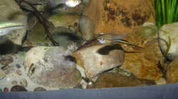 Xiphophorus kallmani