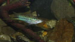 Besatz im Aquarium Little creek