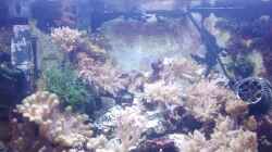 Aquarium Weichkorallenbecken