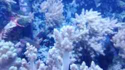 Pflanzen im Aquarium Weichkorallenbecken