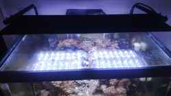 Technik im Aquarium Weichkorallenbecken