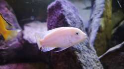 Besatz im Aquarium Malawi Barschbecken