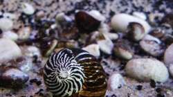 Besatz im Aquarium Malawi Barschbecken