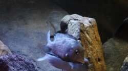Besatz im Aquarium Malawi Barschbecken