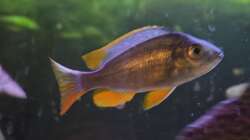 Besatz im Aquarium Malawi Barschbecken