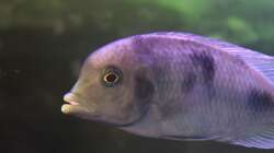 Besatz im Aquarium Malawi Barschbecken