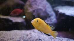 Besatz im Aquarium Malawi Barschbecken