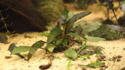 Pflanzen im Aquarium Becken 31908-Aufgelöst