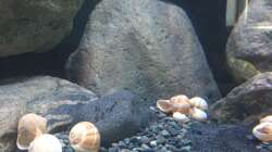 Dekoration im Aquarium Mdima mchenga