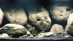 Aquarium Mdima mchenga