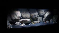 Aquarium Mdima mchenga