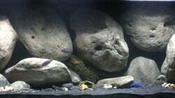 Aquarium Mdima mchenga