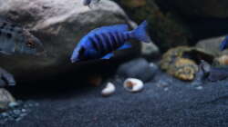 Pl. phenochillus tanzania