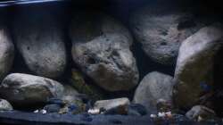 Aquarium Mdima mchenga