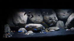 Aquarium Mdima mchenga