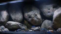 Aquarium Mdima mchenga