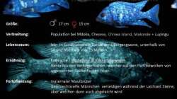 Besatz im Aquarium Mdima mchenga