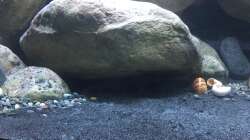 Dekoration im Aquarium Mdima mchenga