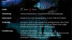 Besatz im Aquarium Mdima mchenga