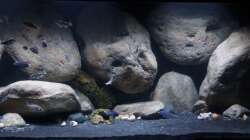 Aquarium Mdima mchenga