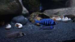 Besatz im Aquarium Mdima mchenga