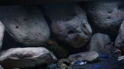 Aquarium Mdima mchenga