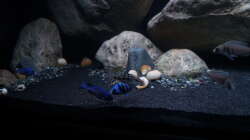 Besatz im Aquarium Mdima mchenga