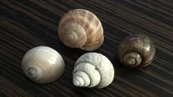 Verschiedene Schneckenhäuser