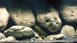 Aquarium Mdima mchenga