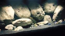 Aquarium Mdima mchenga