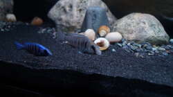 Besatz im Aquarium Mdima mchenga