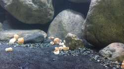 Dekoration im Aquarium Mdima mchenga