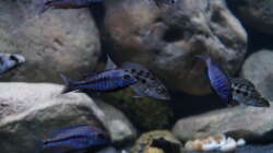 Besatz im Aquarium Mdima mchenga