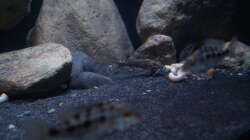 Besatz im Aquarium Mdima mchenga